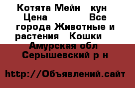 Котята Мейн - кун › Цена ­ 19 000 - Все города Животные и растения » Кошки   . Амурская обл.,Серышевский р-н